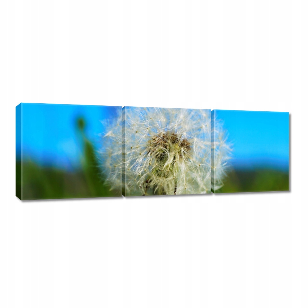 

Obrazy 60x20 Dmuchawiec Kwiat Kwiatki