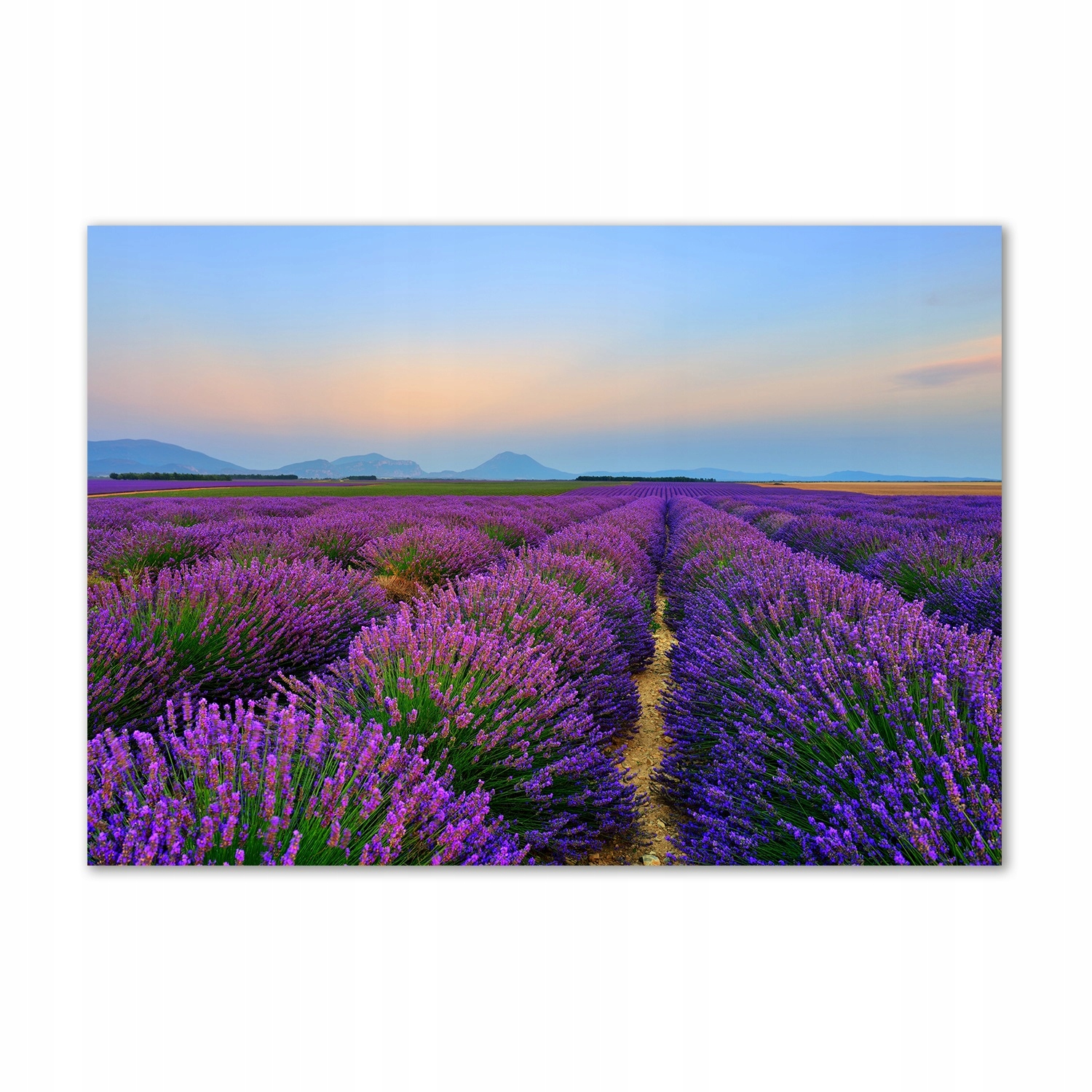 

Foto obraz szkło akrylowy Pole lawendy 100x70 cm