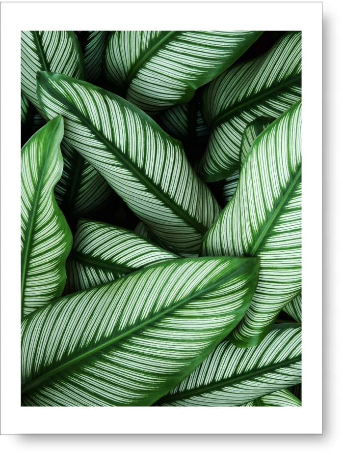 Liście plakat 40x50 cm #59A