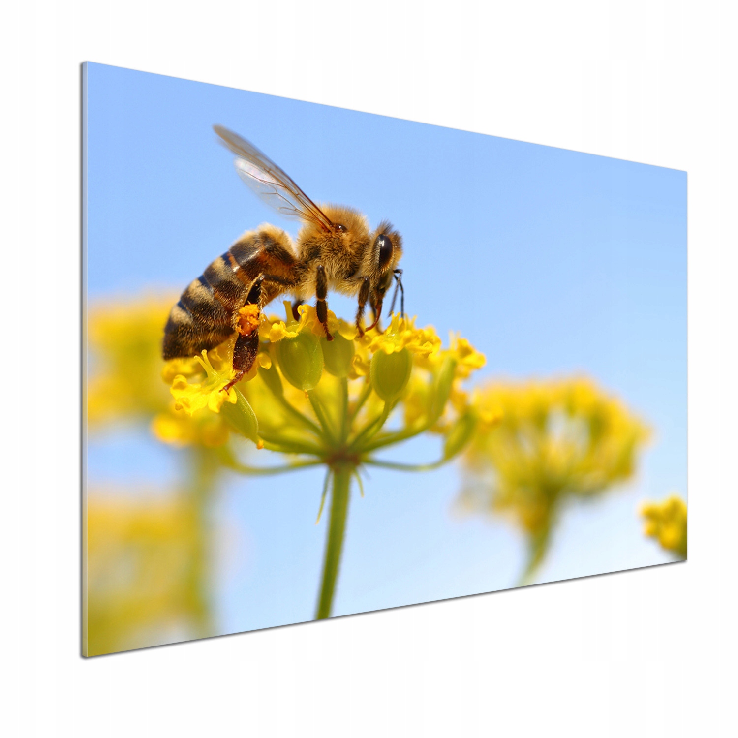 Panel lacobel Včela na kvete 100 x 70 cm Lepidlo