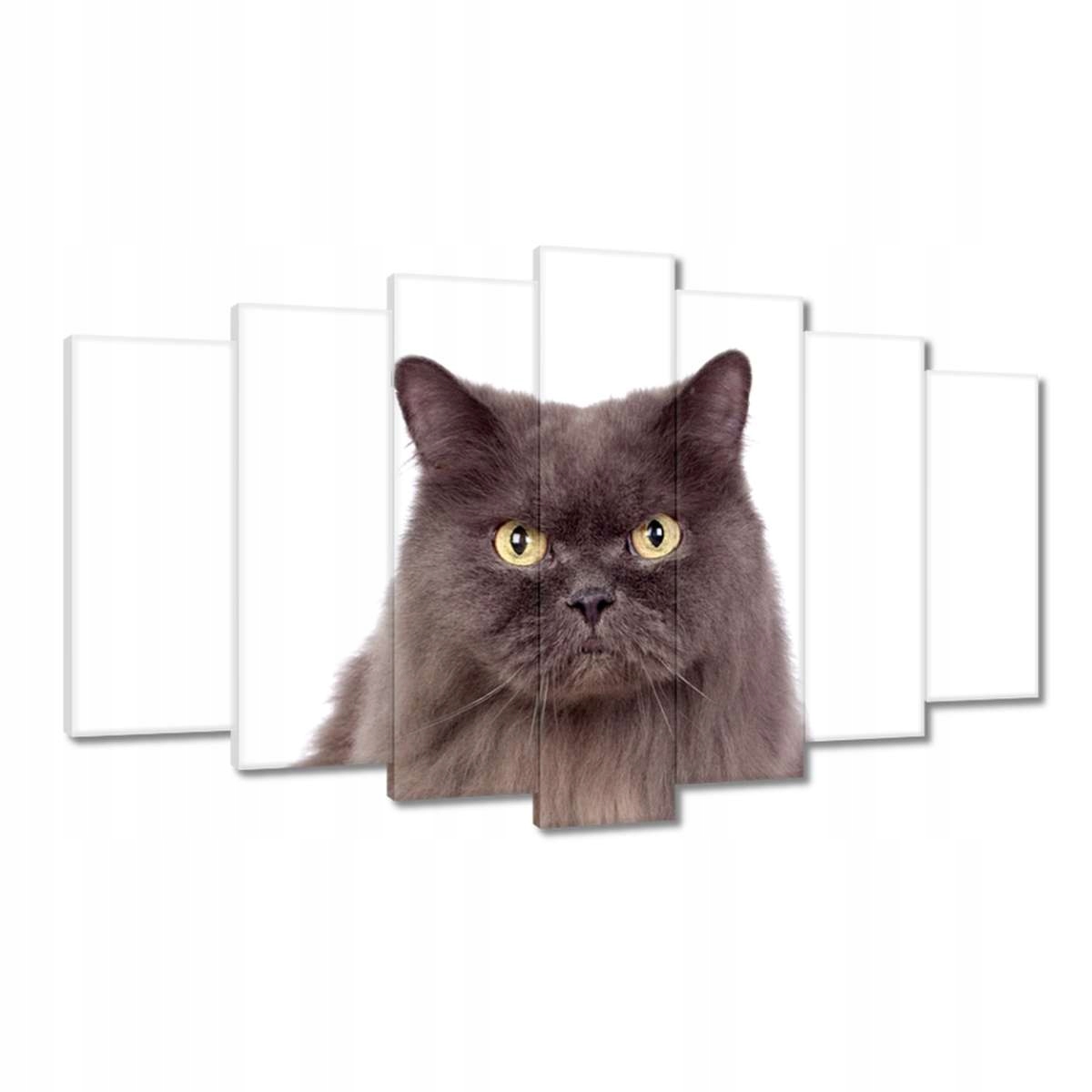 Obrazy 140x80 Kočka Kočky Kočka