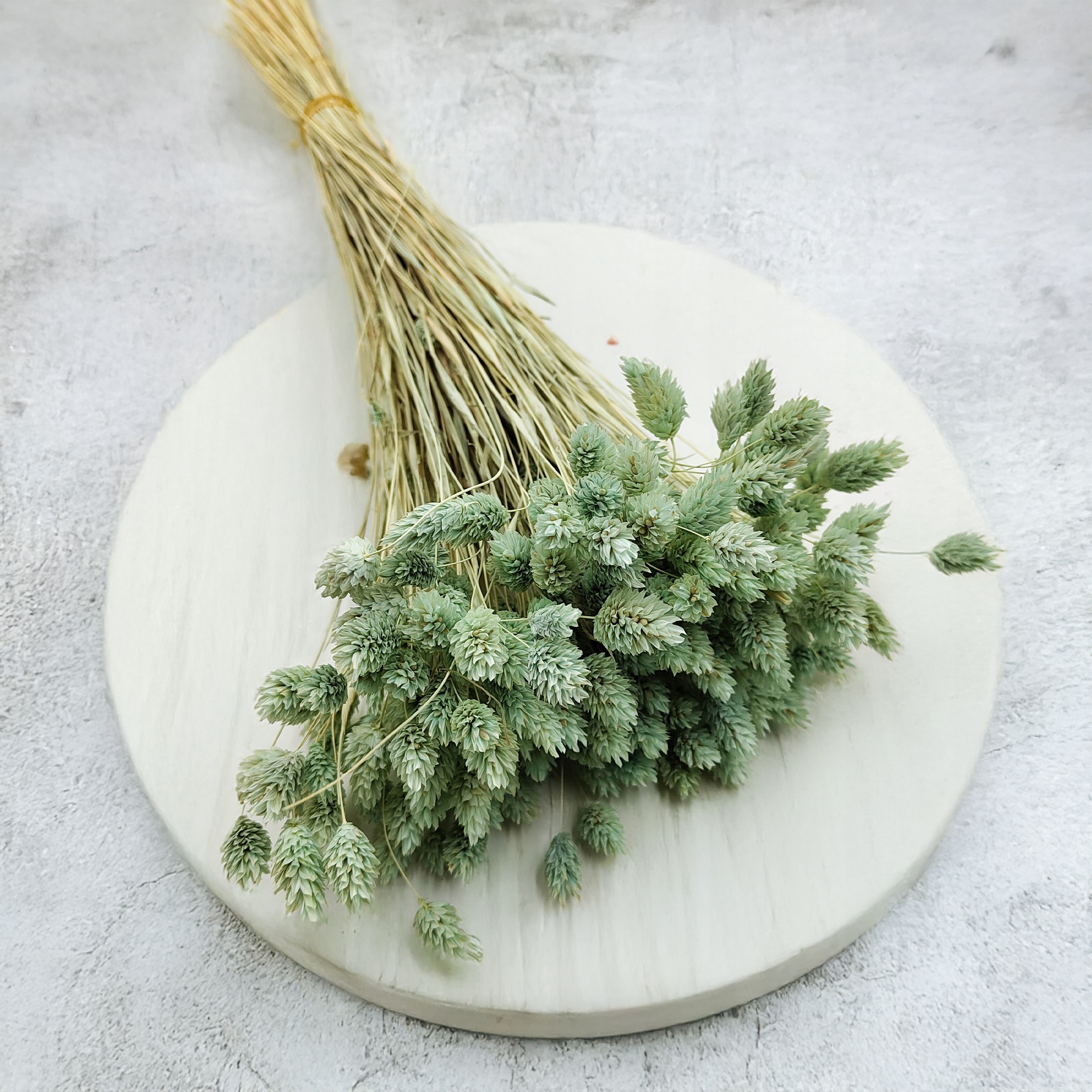 Phalaris suszony Mietowy Mozga kanaryjska, kanar, boho Rodzaj trawy