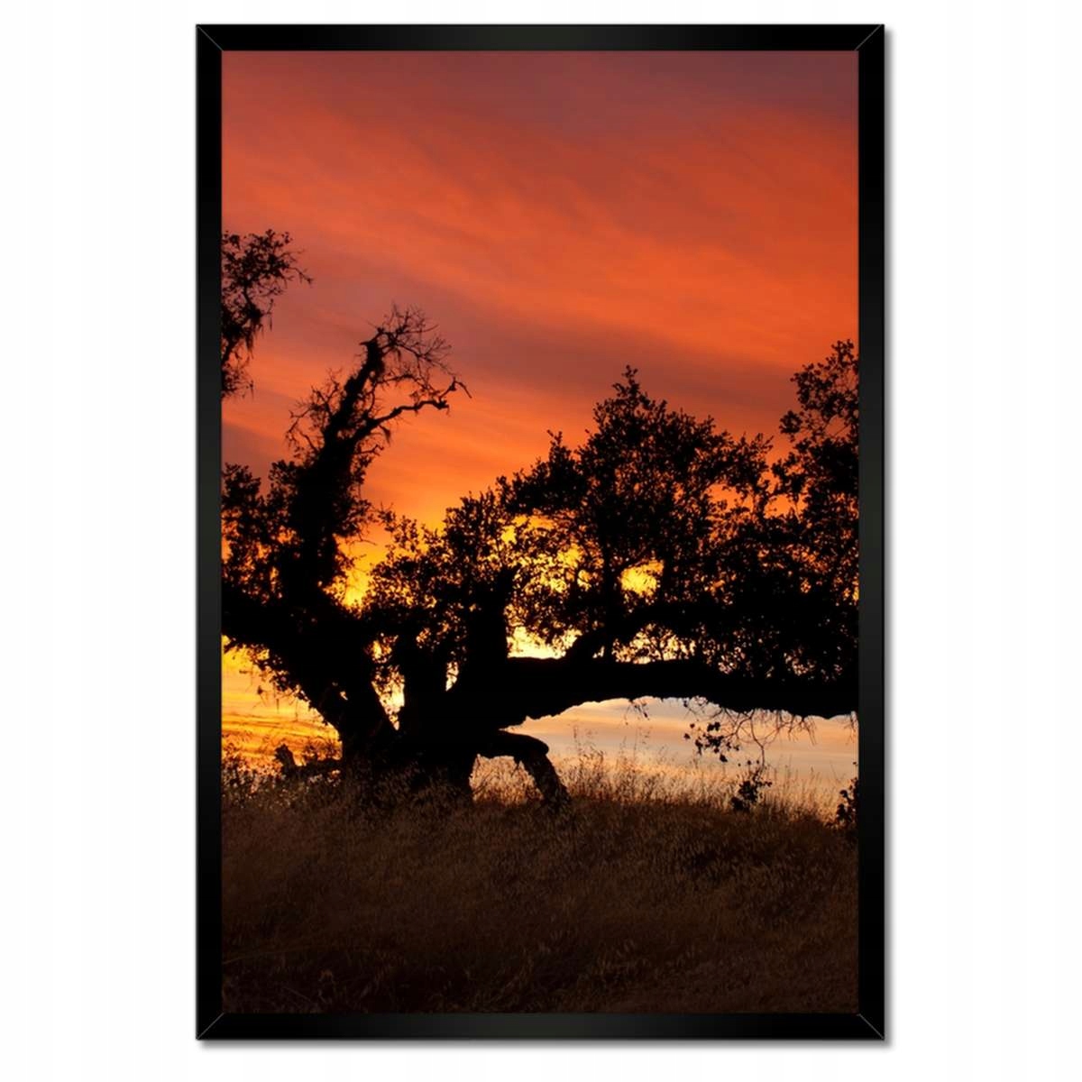 Plakáty v rámu 40x60 Akácie v Africe