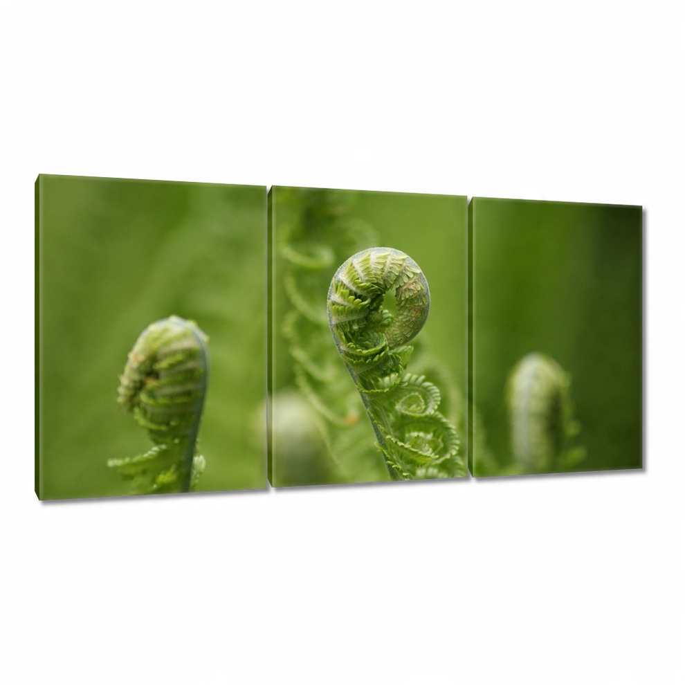 

Obrazy 120x60 Paprotki Las Zieleń Liść