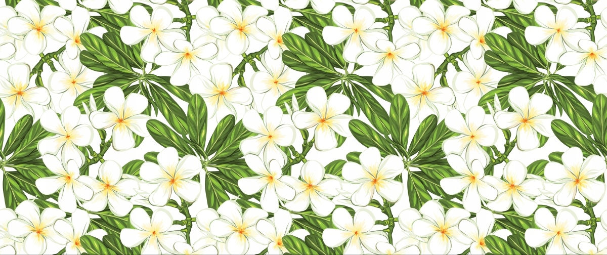 

Fototapeta Flizelinowa Plumeria Kwiaty 250x104