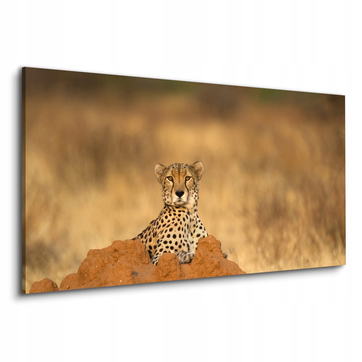 Canvas do ložnice 120x60 Gepard půda kopec