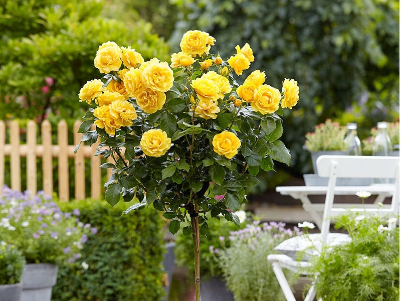 Роза' rosa ' pienna Желтая № 856а
