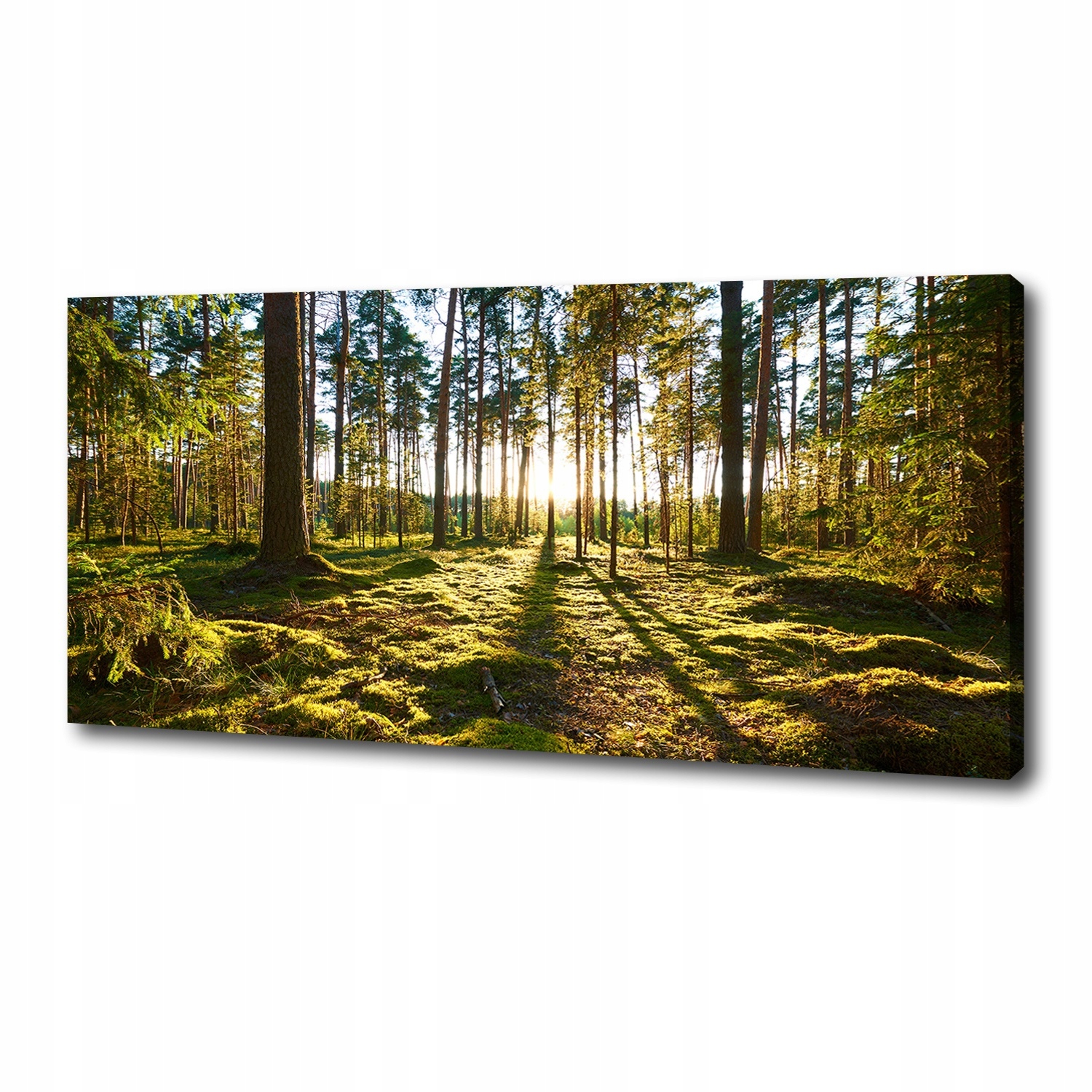 

Foto obraz canvas na ścianę Las sosnowy 125x50 cm