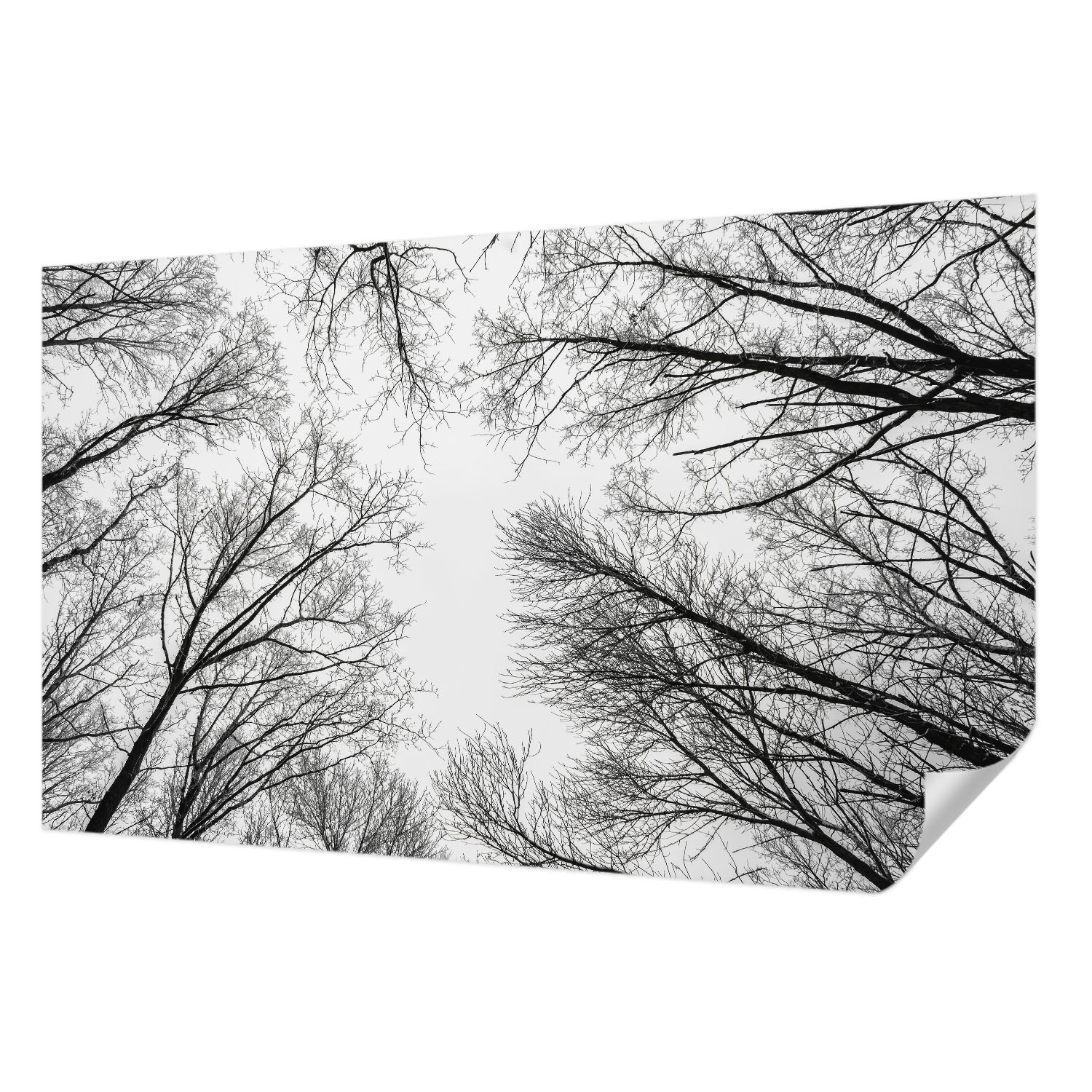 Fototapeta Samolepicí Trvalá dekorace domu Nahé větve 416 x 254 cm