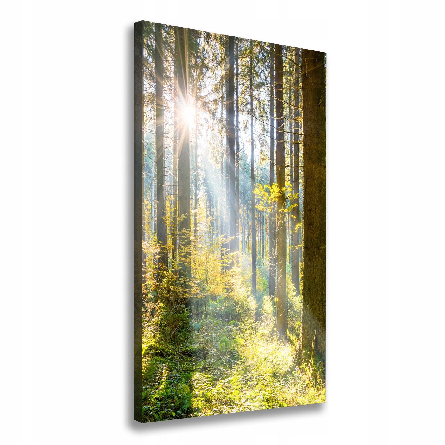 

Foto obraz canvas na ramie Słońce w lesie 60x120cm