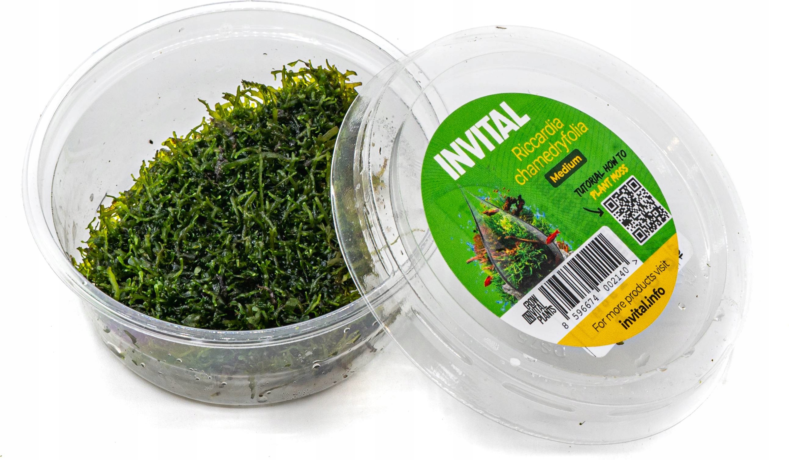 INVITAL Riccardia chamedryfolia tygiel 8 cm