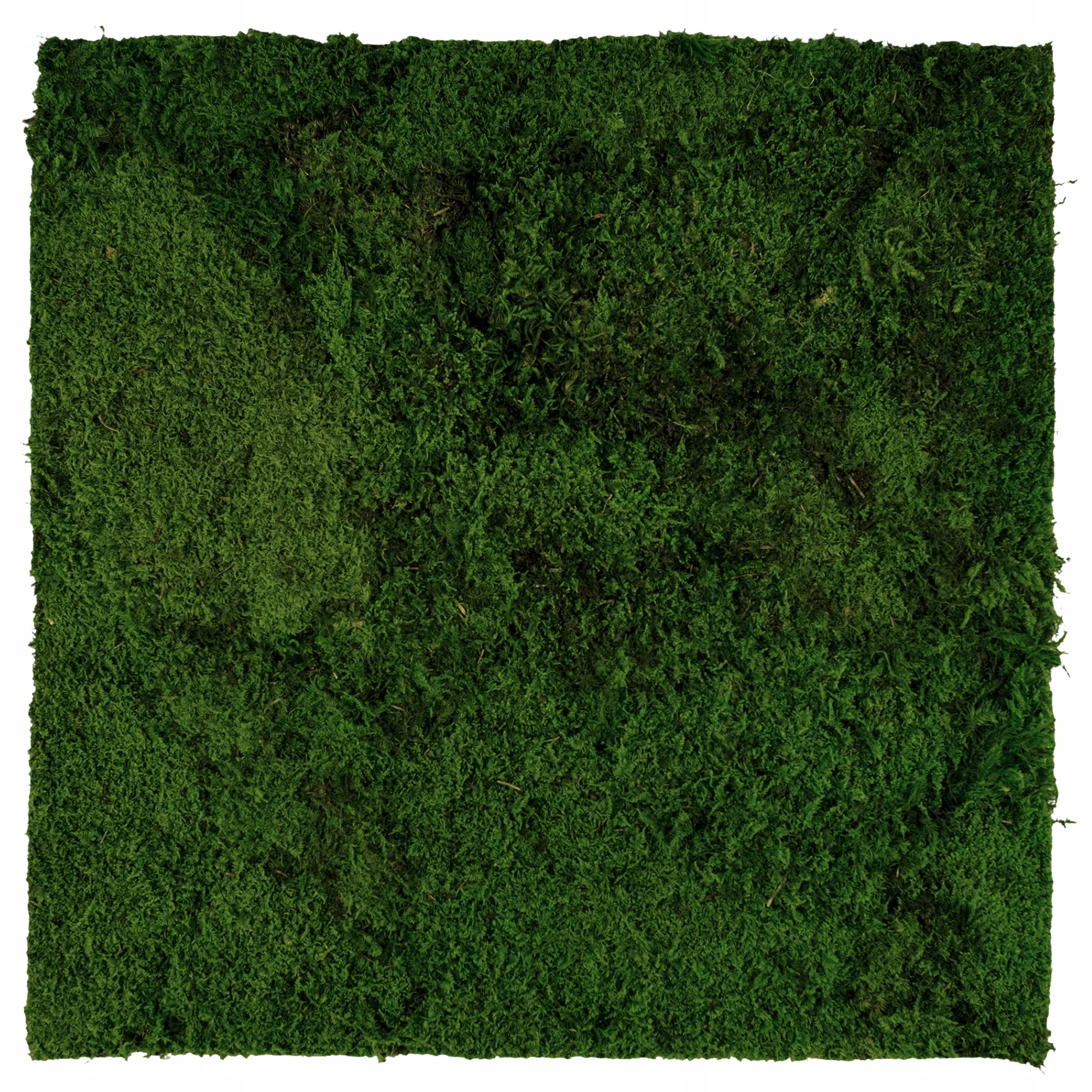 Panel z plochého mechu Zelená Stěna stěna z mechu Dekorace 50x50 cm