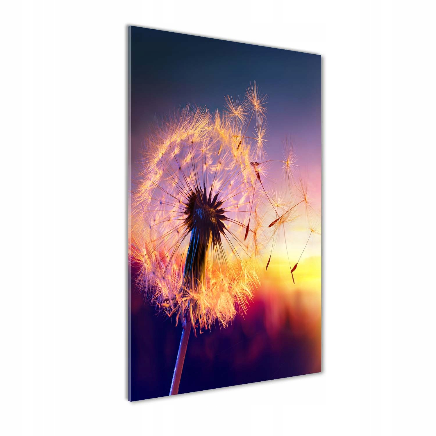 

Foto obraz szkło hartowane Dmuchawiec 60x120 cm