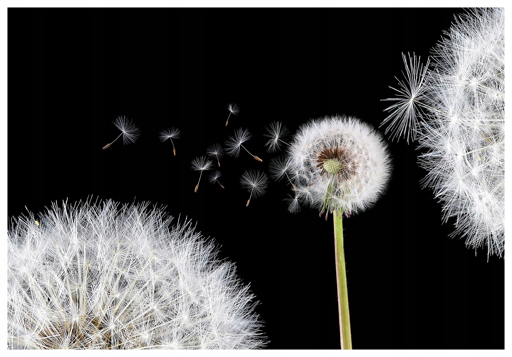 Fototapeta Pampeliška ve větru jemnost vinylová 416x254 lepidlo