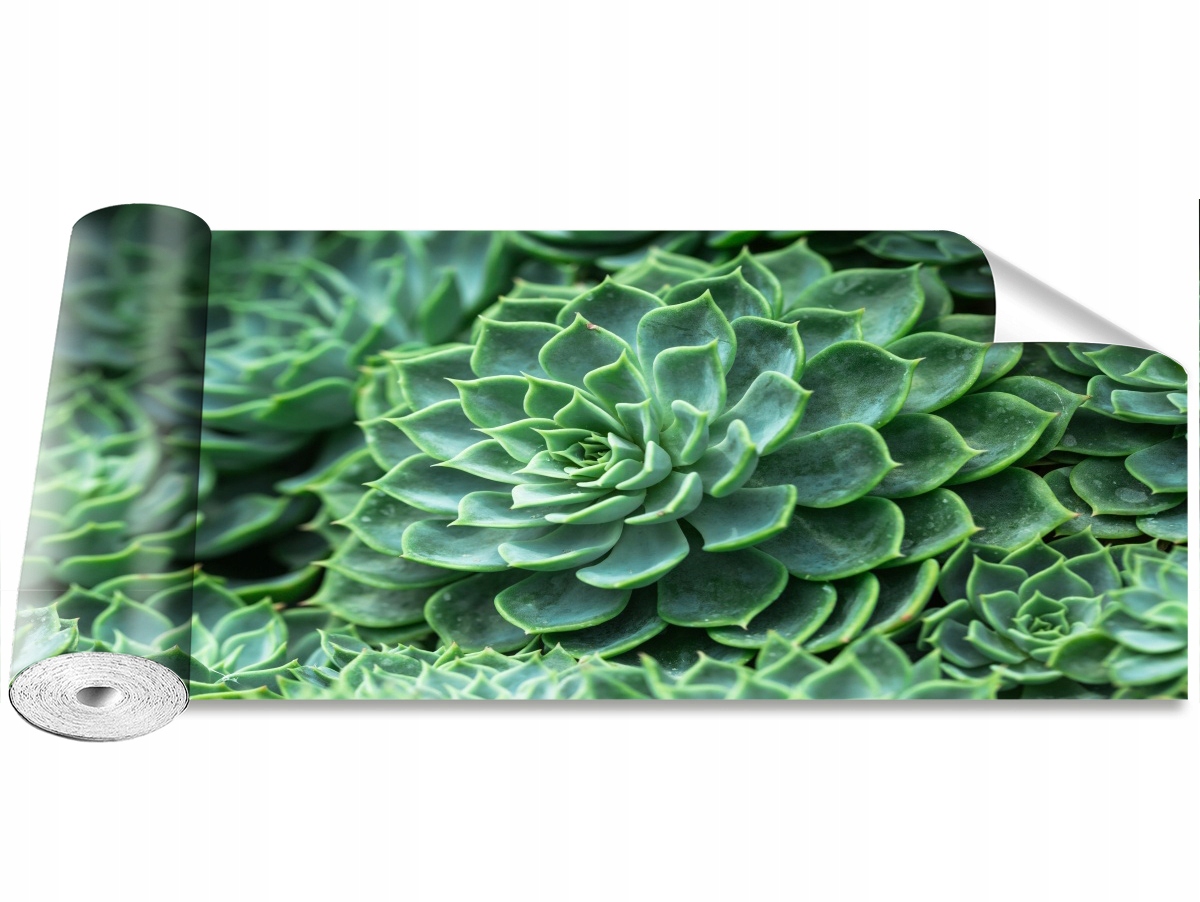 

Tapeta Samoprzylepna Kaktus Zielony 250x104