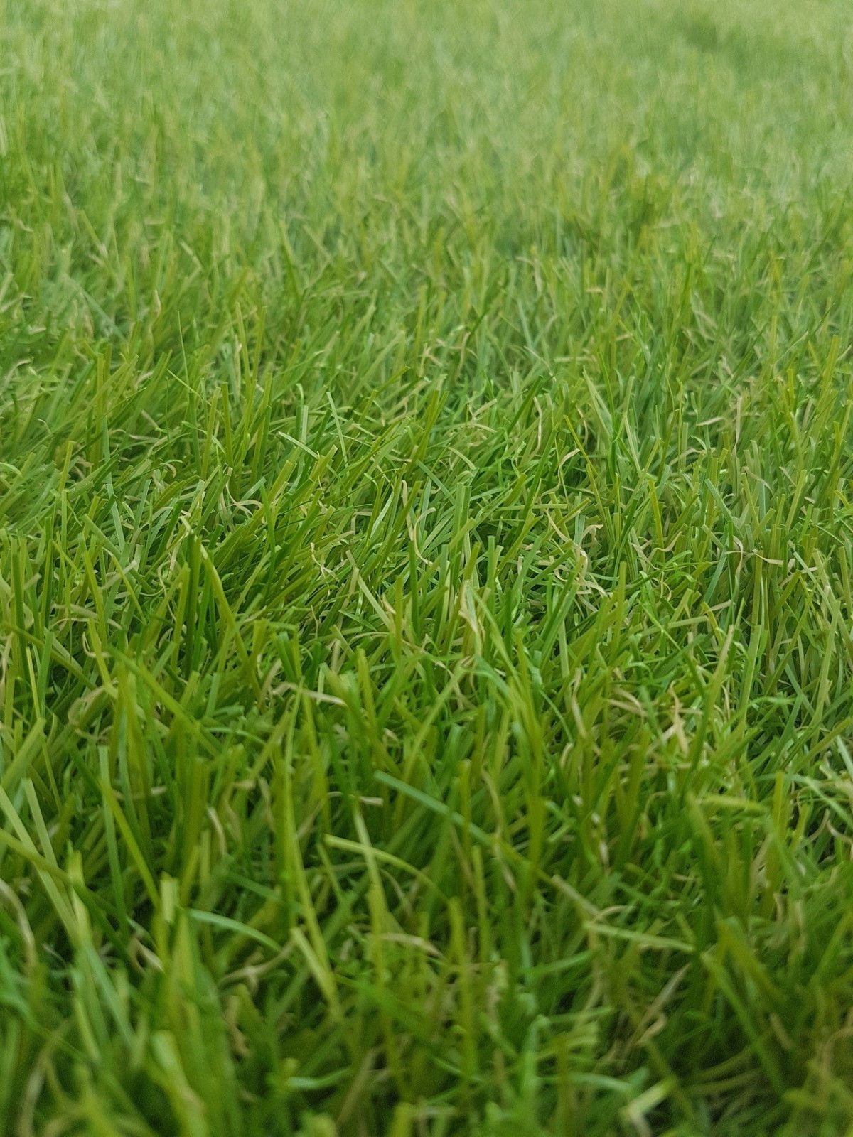 SZTUCZNA TRAWA HAVANNA ZIELONA WYKŁADZINA DYWAN Z ROLKI 1m DOM OGRÓD BALKON Marka Fortero