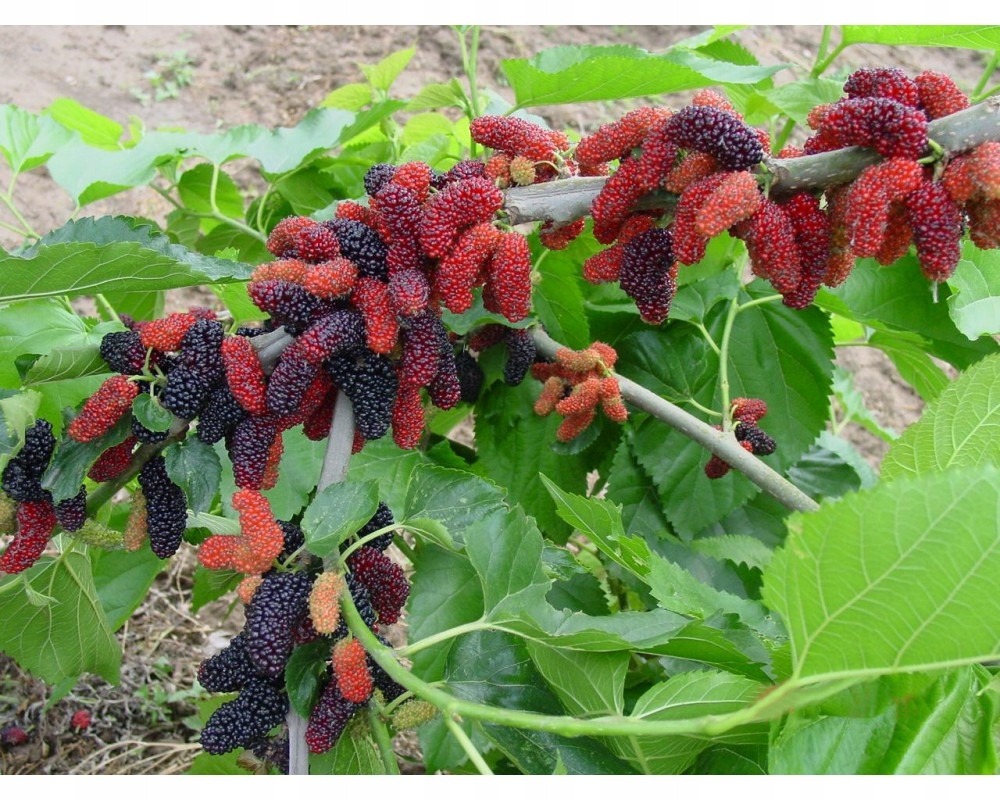 Morwa Czerwona - Rośliny ogrodowe - Największy wybór roślin wieloletnich i jednorocznych | Allegro