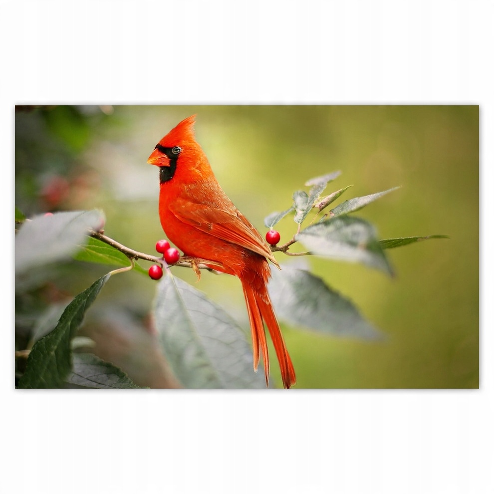 

Fototapety flizelina 520x318 Ptak Kardynał
