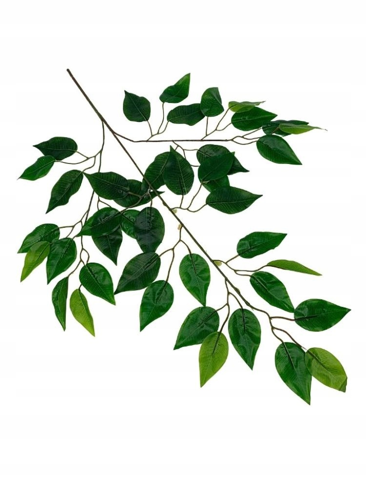 Fikus benjamin liść 67 cm zielony