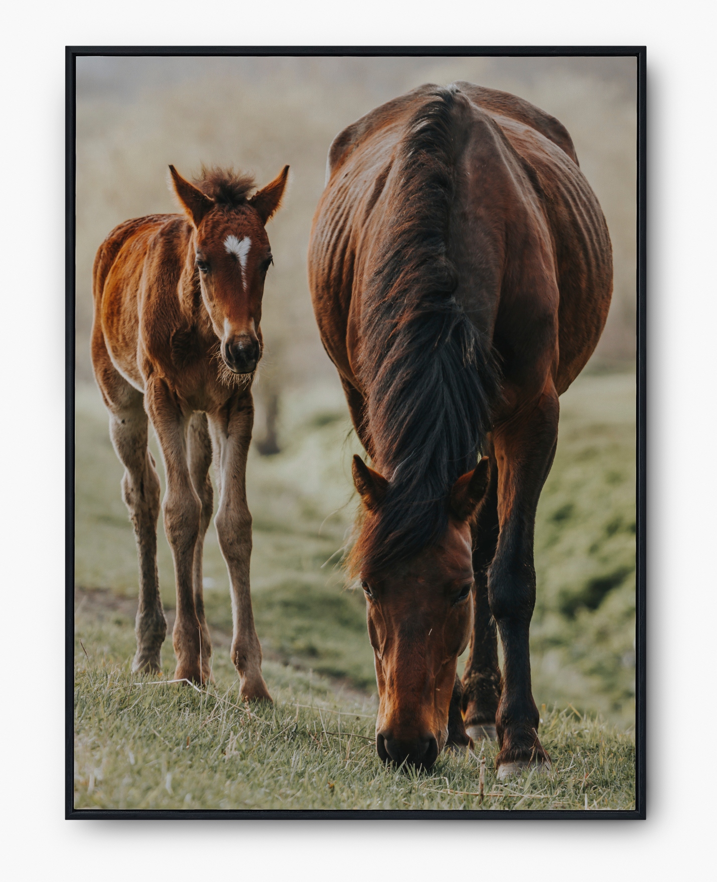 Plakat bez ramy A2 (40x50) IMP-KONIE 19