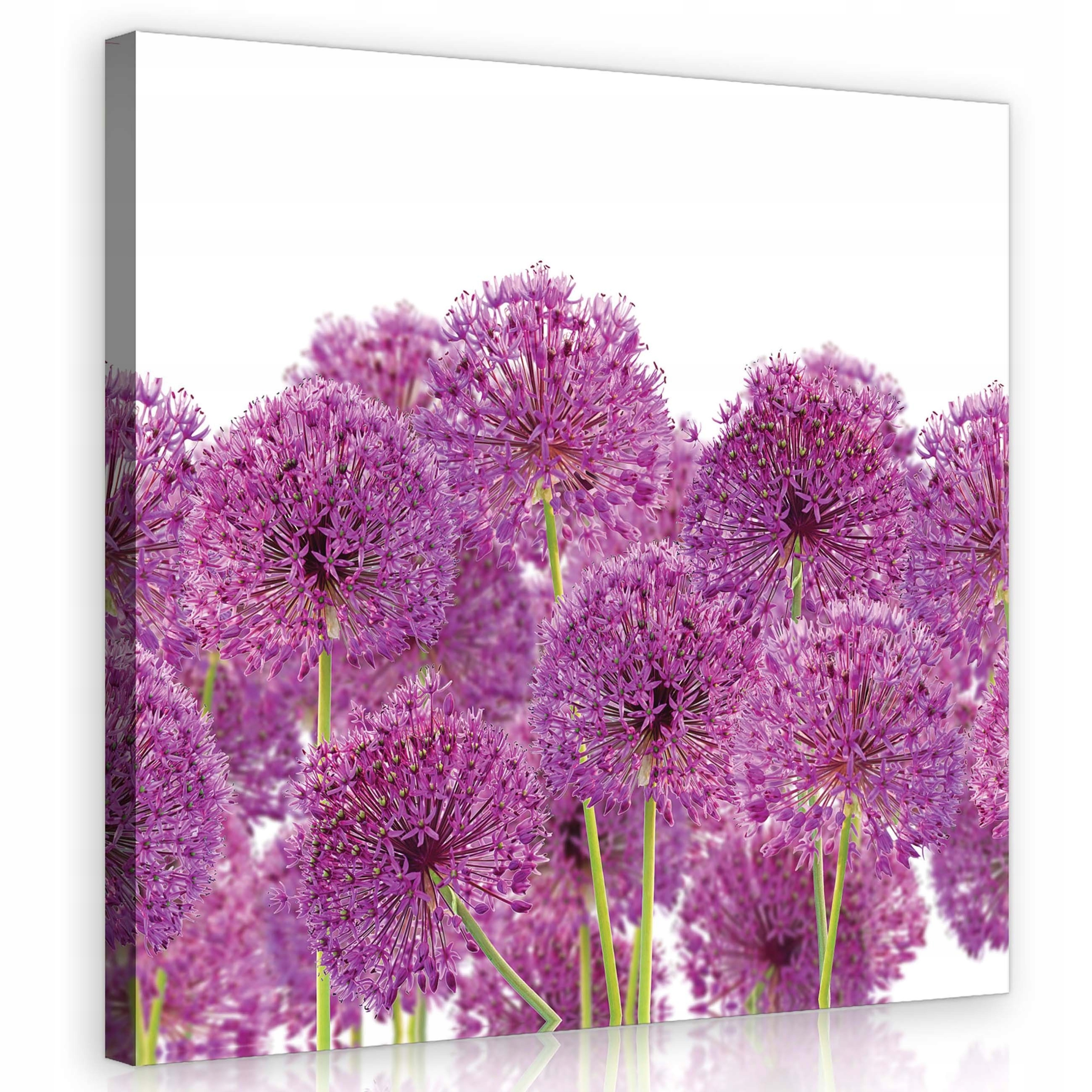 Obraz 80x80 Květiny ozdobný česnek kvetení jaro fialová zeleň