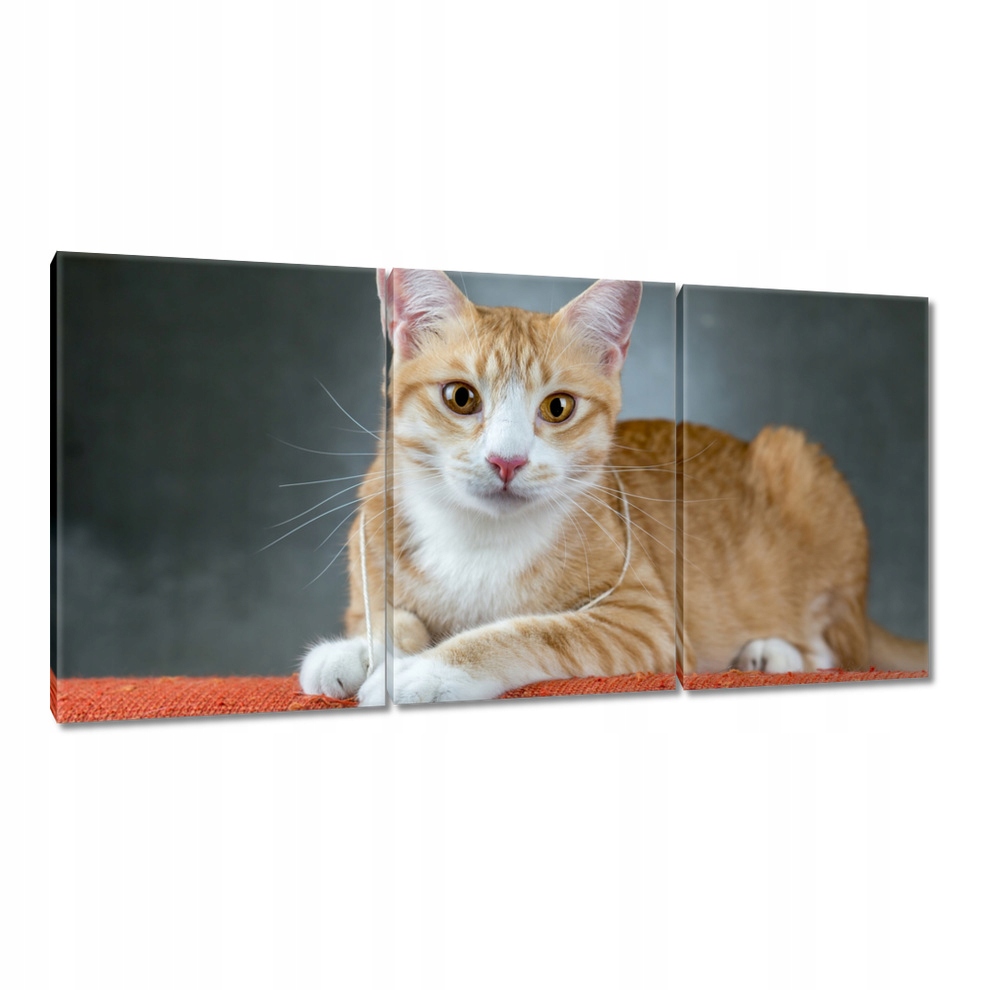 

Obrazy 120x60 Kot Kotki Koty Kicia