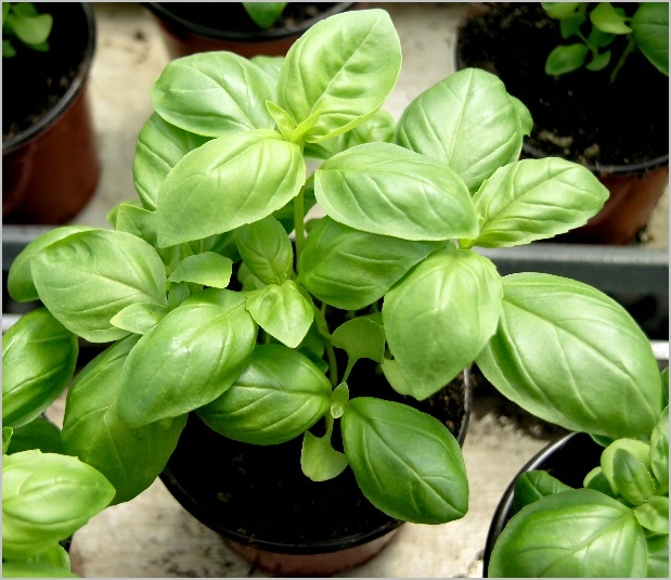 BAZYLIA POSPOLITA WŁOSKA PRZYPRAWA do PESTO Nasiona
