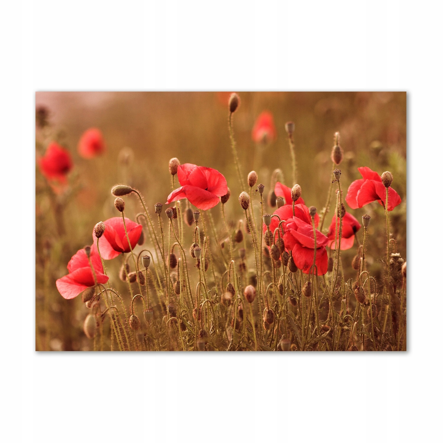 

Obraz zdjęcie szkło akryl Maki mozaika 100x70 cm