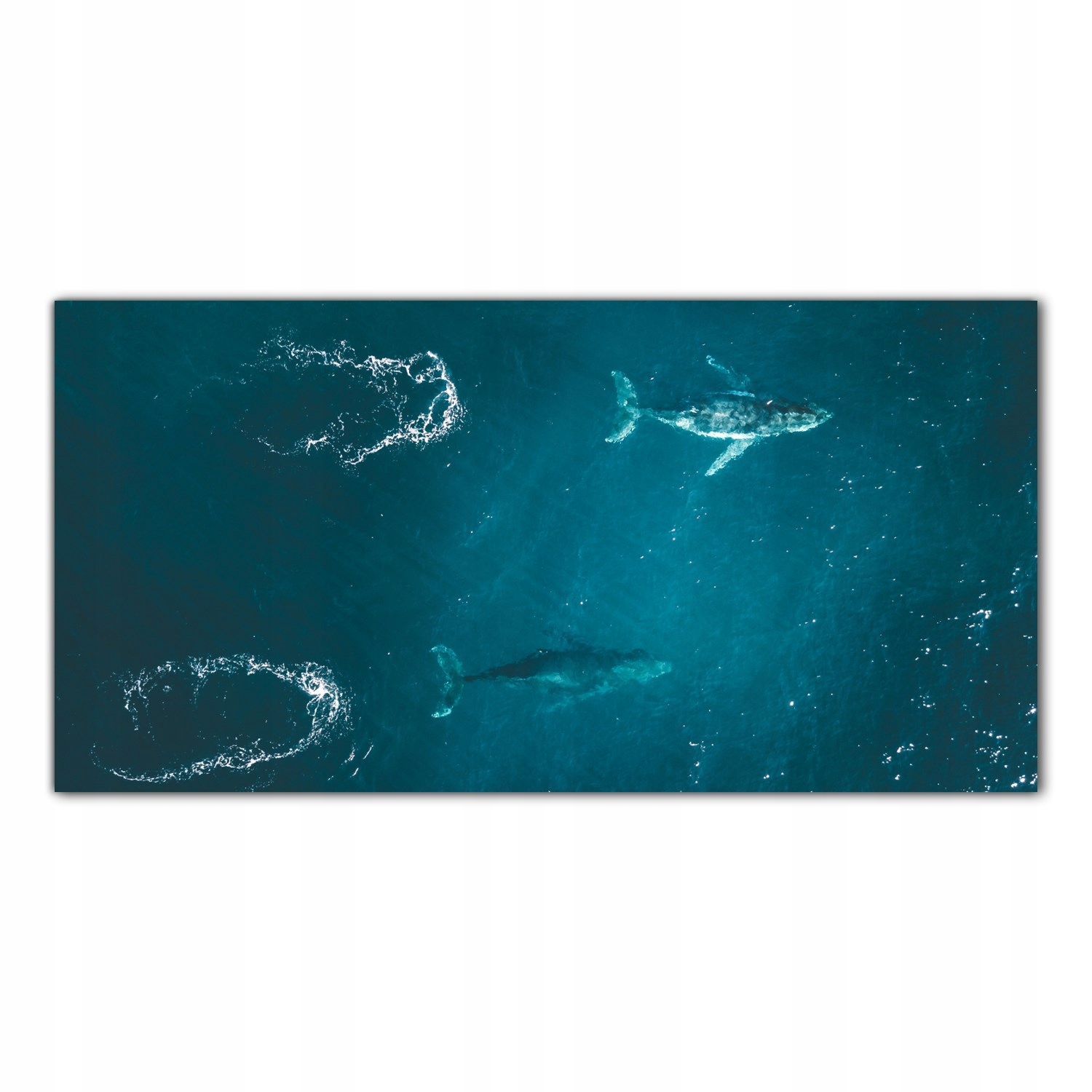 

Obraz na szkle Foto Wieloryb Ocean Morze 120x60
