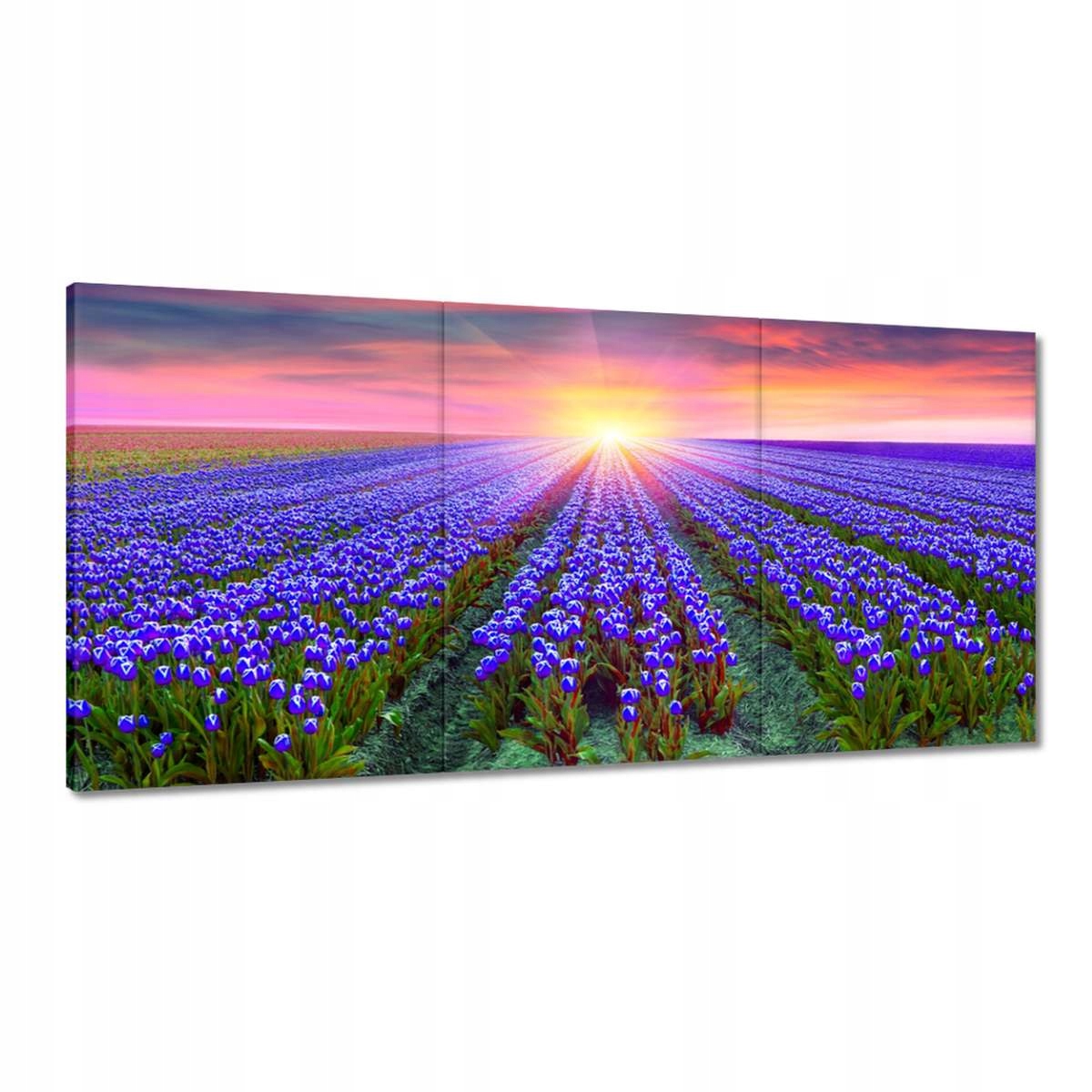 Obrazy 180x90 More tulipánov Tulipány