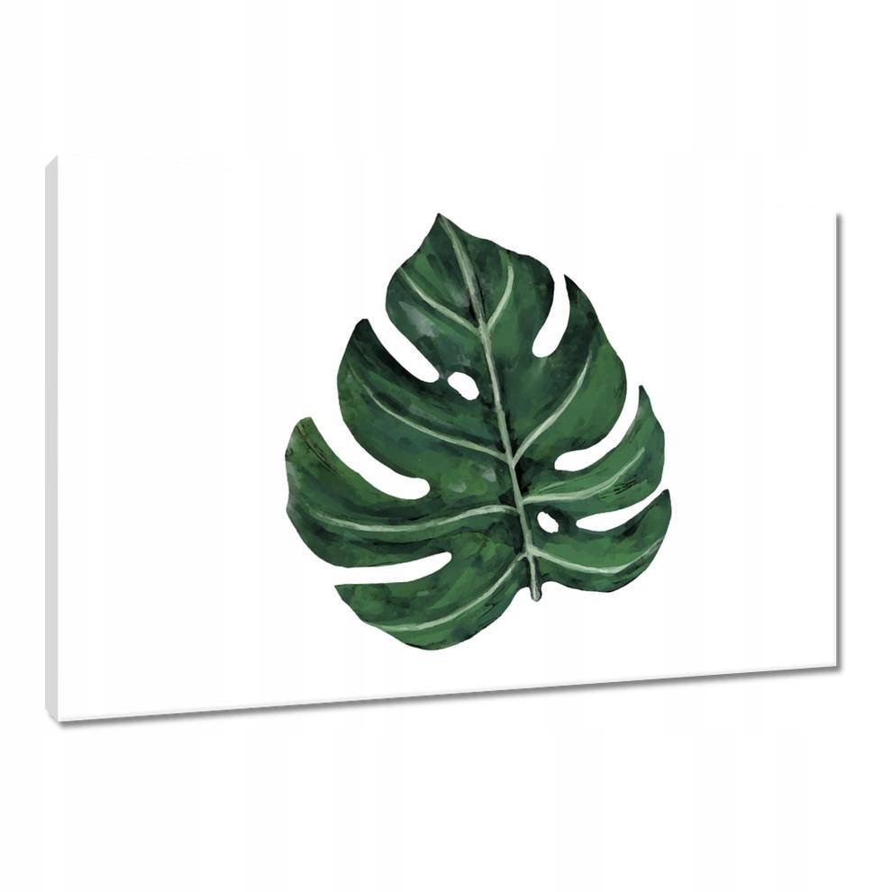

Obrazy 90x60 Monstera Zielony liść