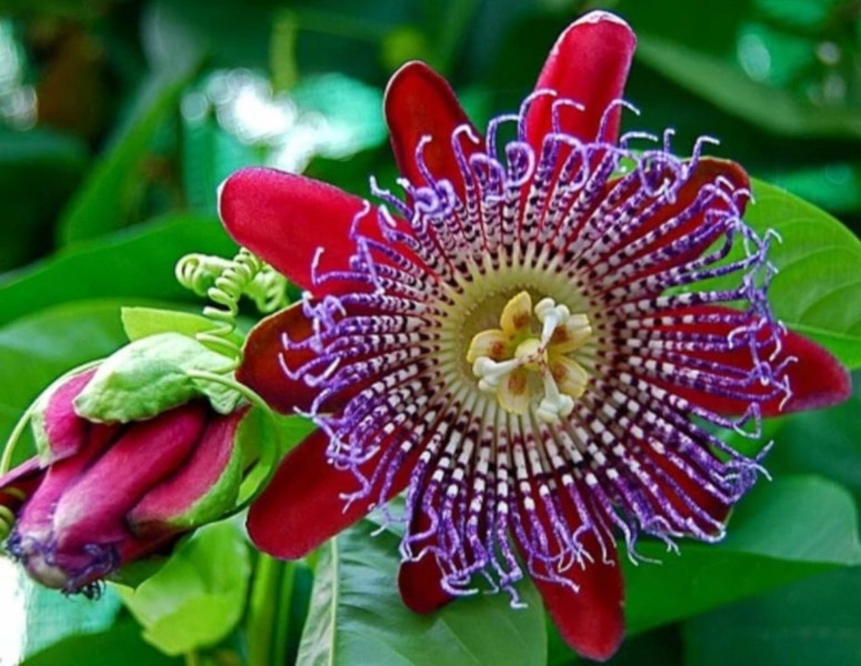 MĘCZENNICA OLBRZYMIA Passiflora quadrangularis - NASIONA 300 sztuk - 10g
