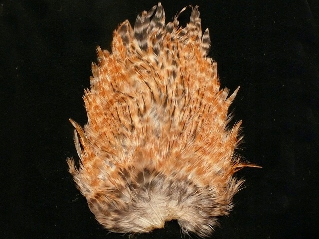 Kapka Siodłowa Koguta Kolor Barred Ginger