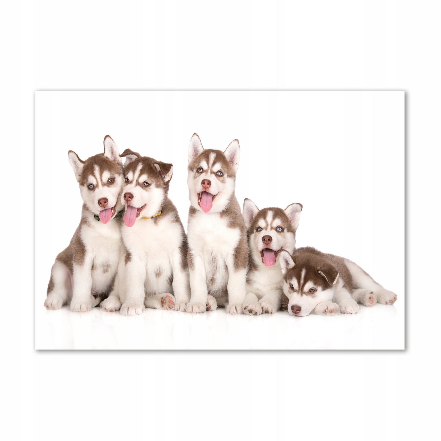 

Foto-obraz szkło akrylowy Szczeniaki Husky 100x70