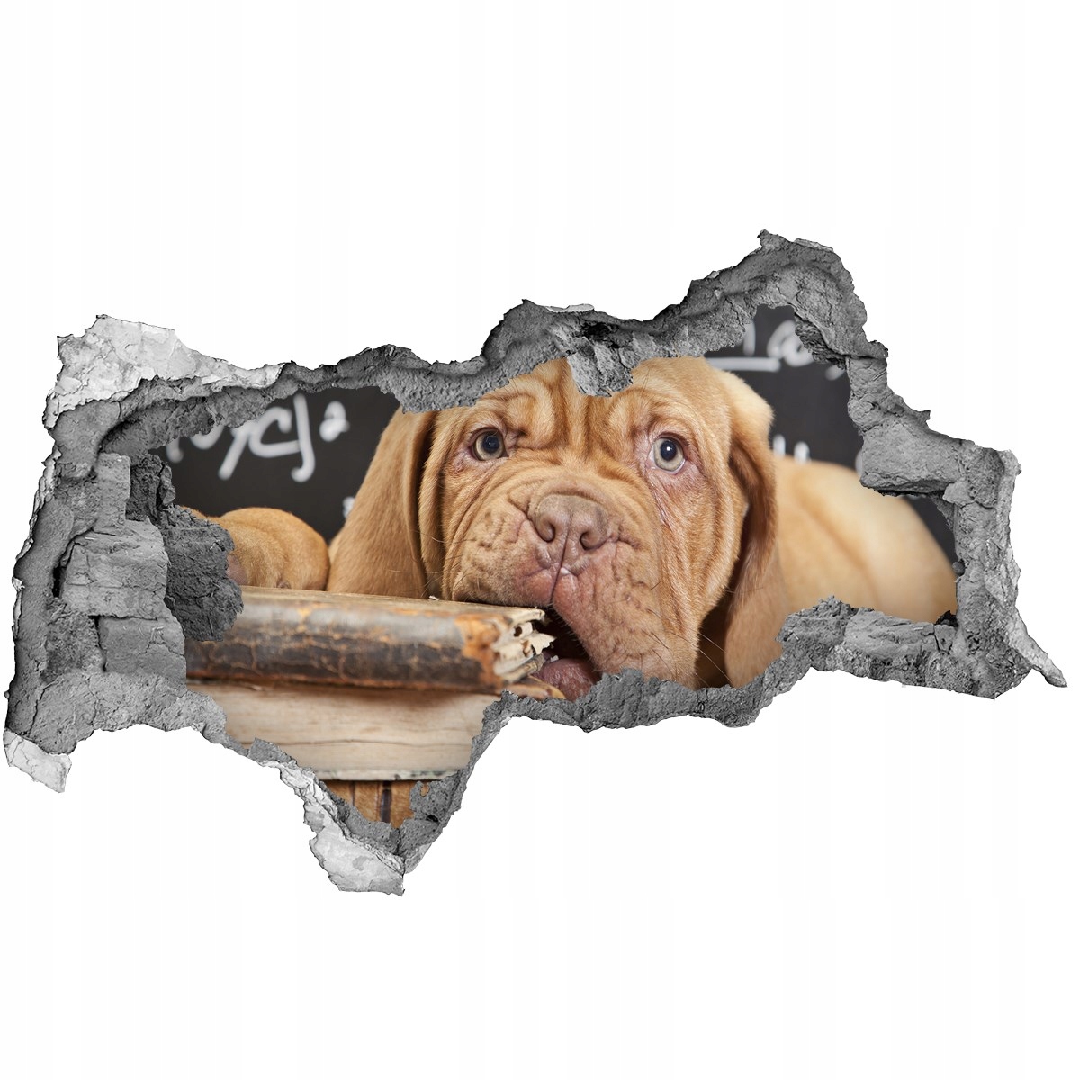 

Dziura 3d fototapeta Pies gryzie książkę 115x88