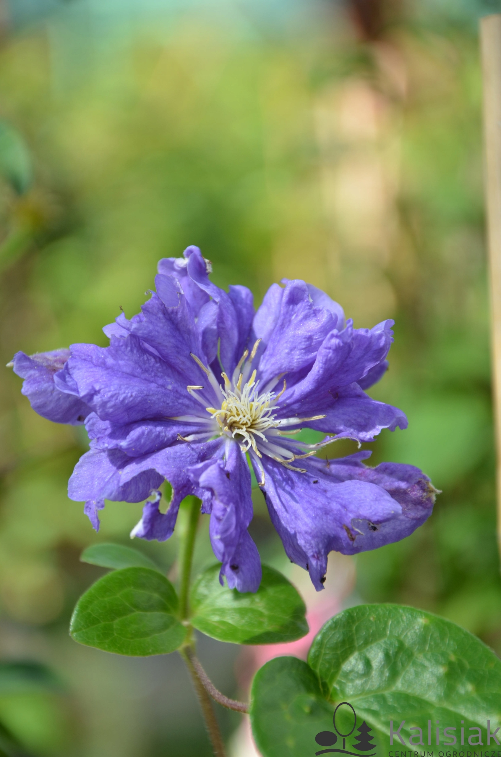 Clematis 'Floral Dance' Powojnik 70-90 cm 2L