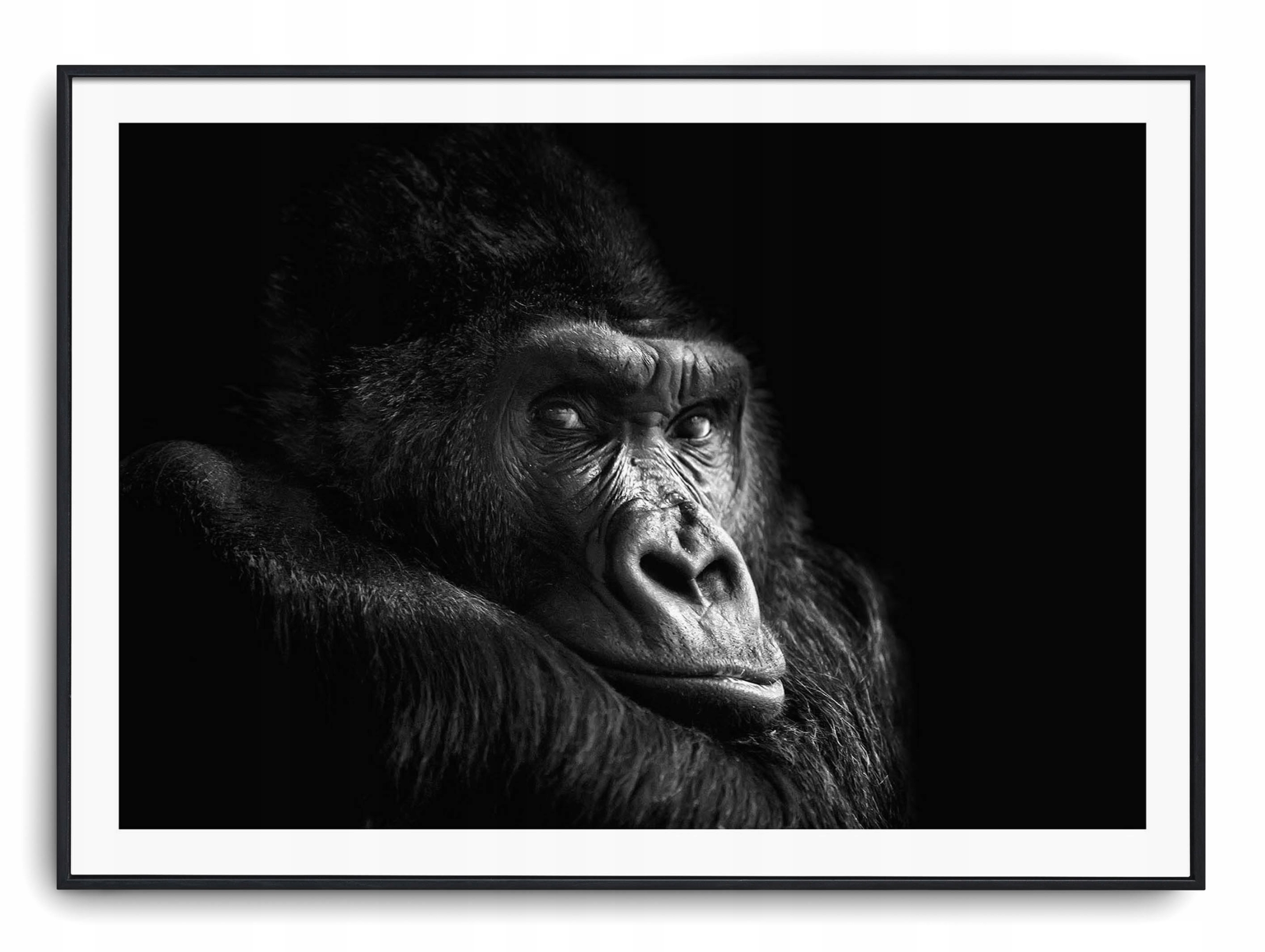 

Plakat r 40x30 cm Szympans Małpa Natura Zwierzę