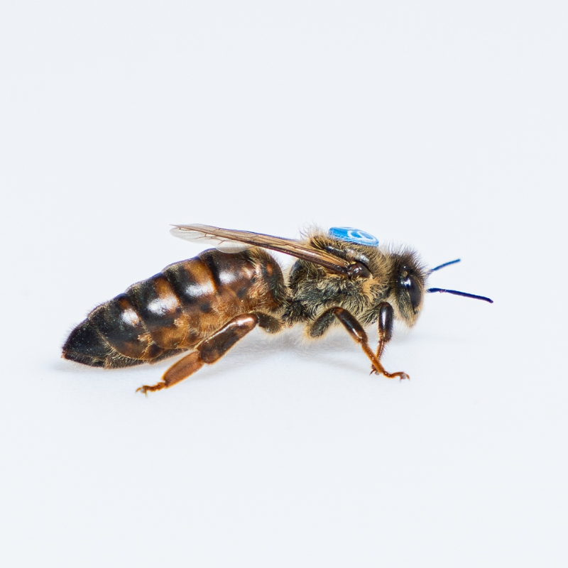 Matki pszczele Unasienione Hinderhoffer Dostępne od Ręki!