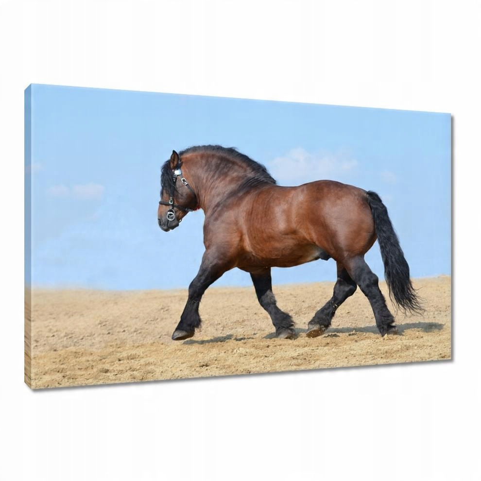 

Obrazy 90x60 Mocny koń