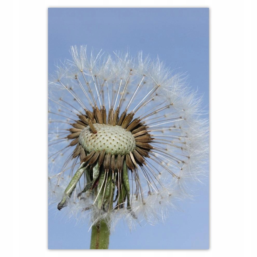 

Plakat 62x93 Dmuchawiec Kwiat Kwiatki