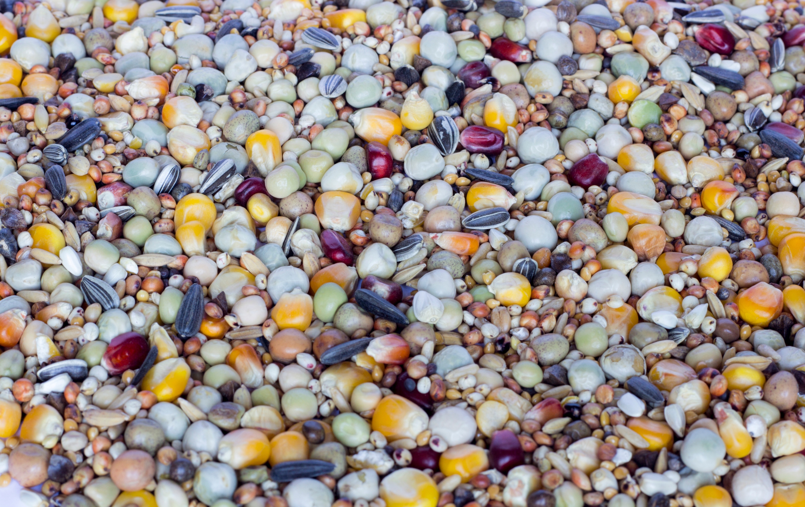 Karma Rozpłodowo-Lotowa Extra Bp 25kg Gold Wings