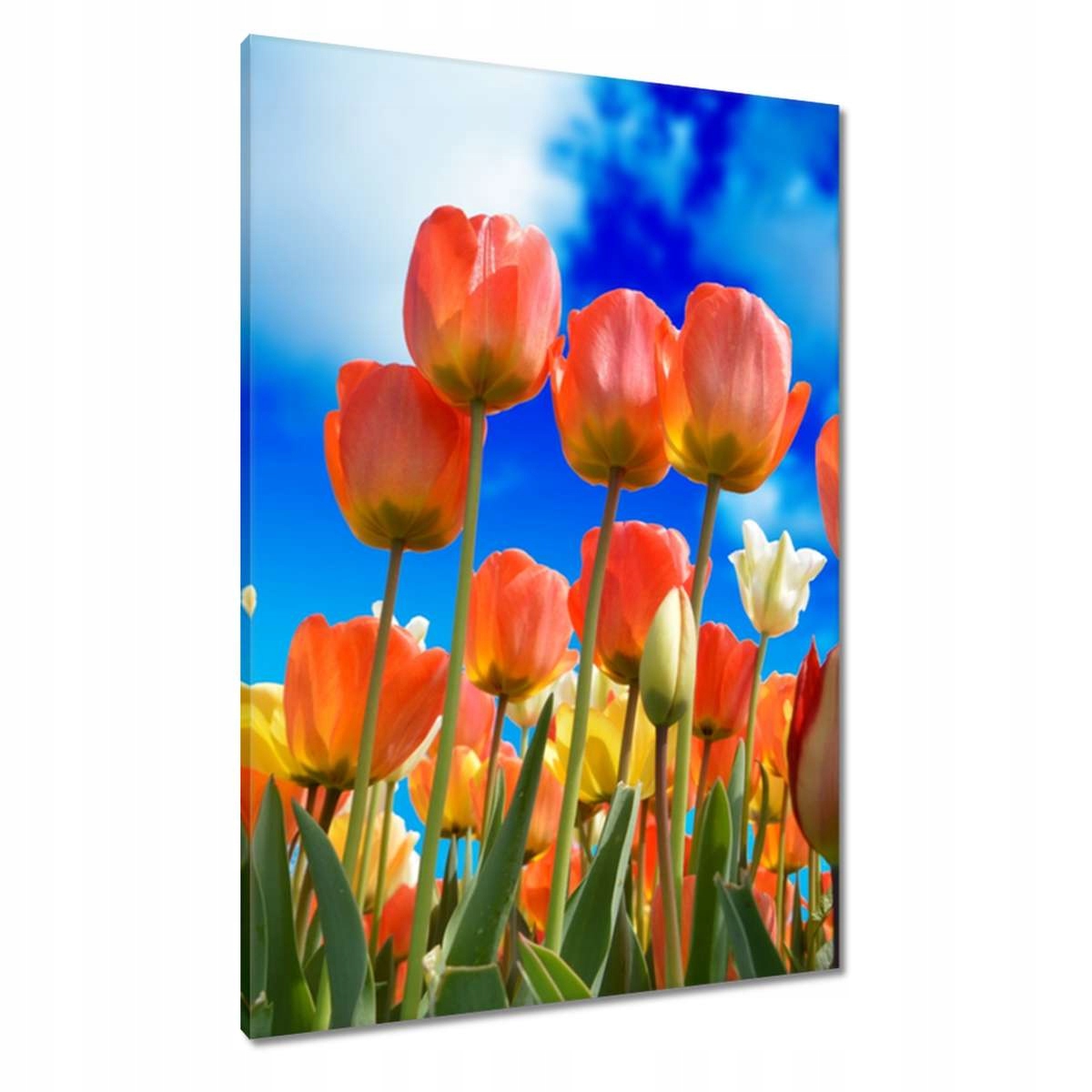 Obrazy 70x100 Barevné tulipány