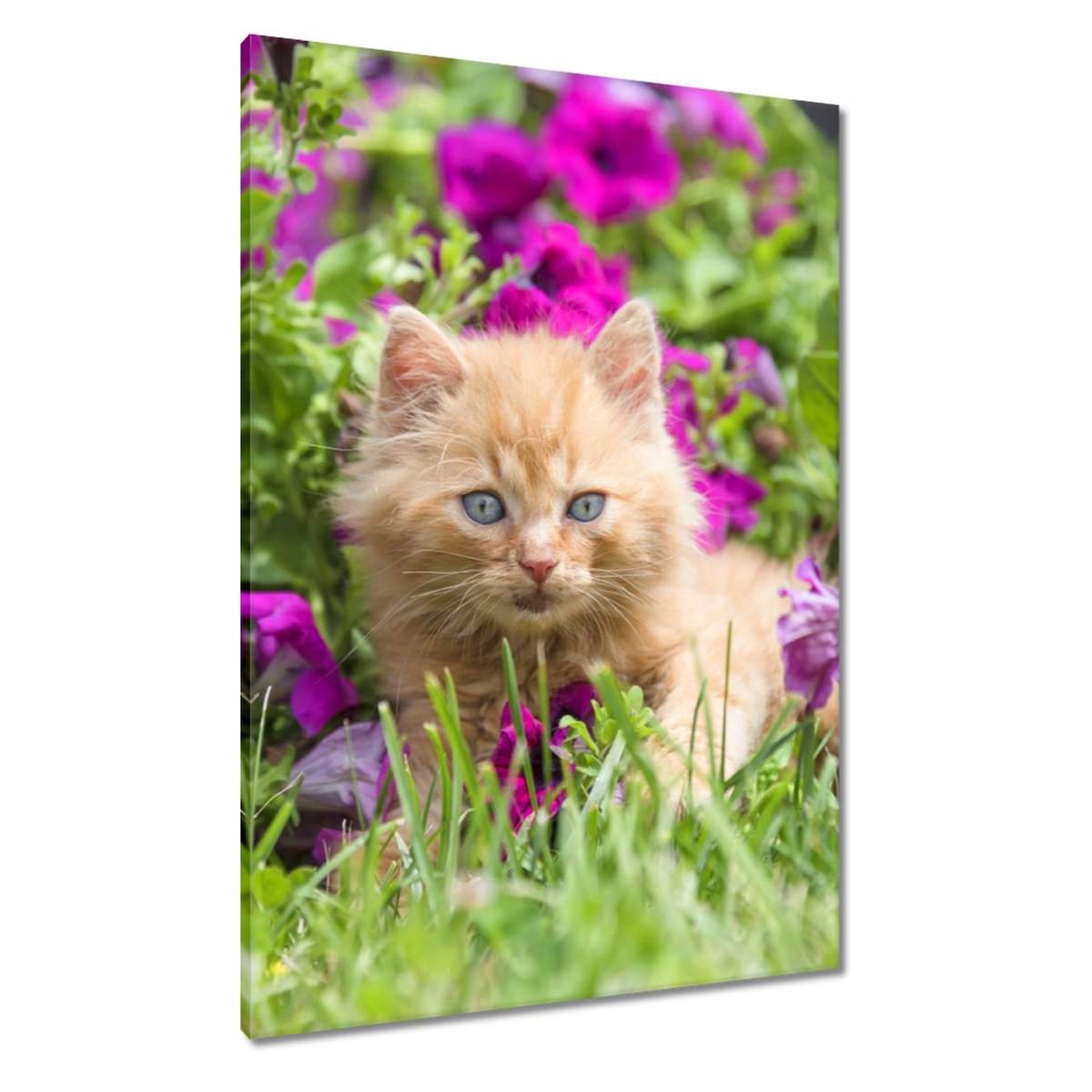 Obrazy 70x100 Kočka Kotě Kočky