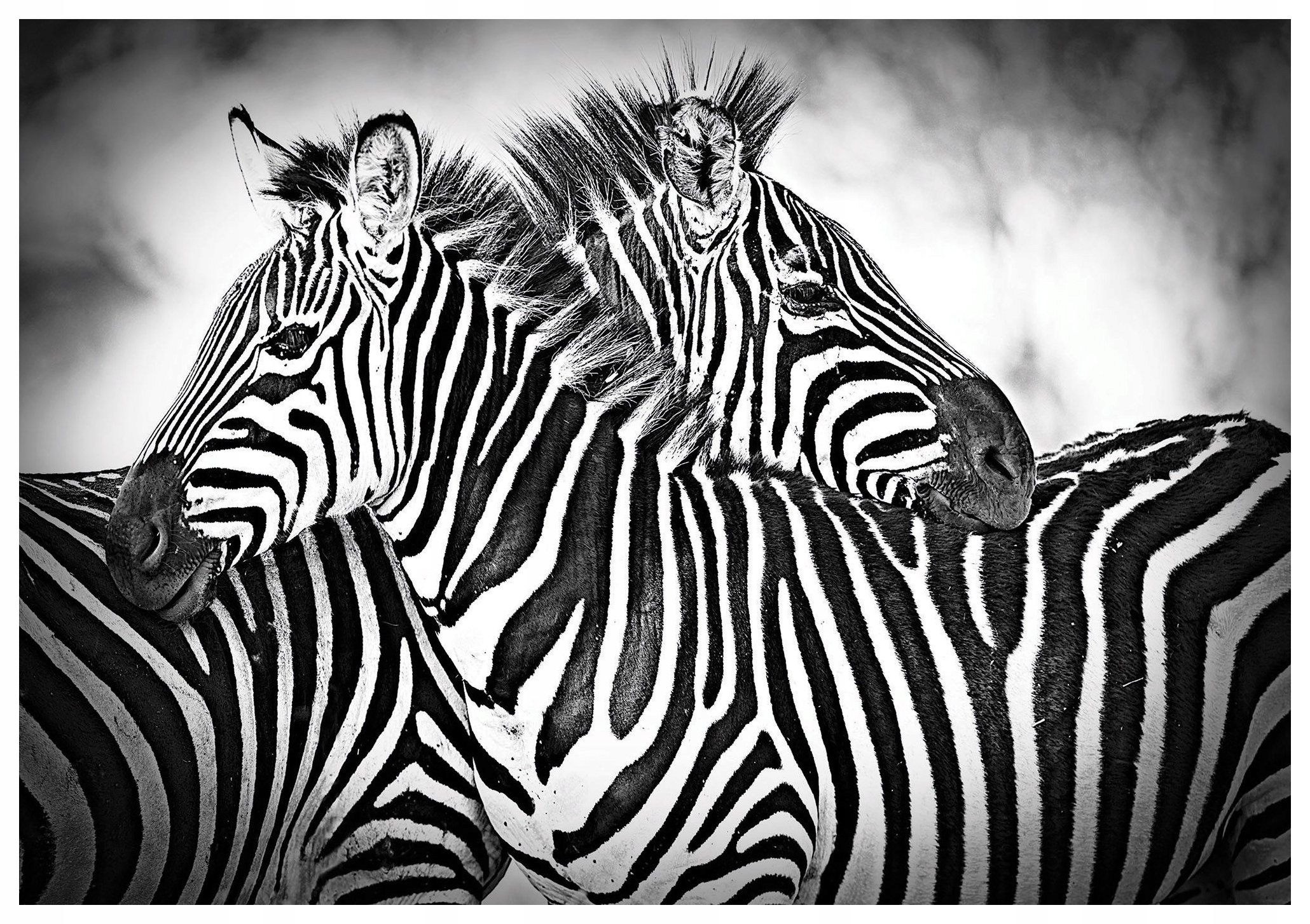 Fototapeta Zebry Africké minimalizmus kontrast vinylová 368x254 lepidlo