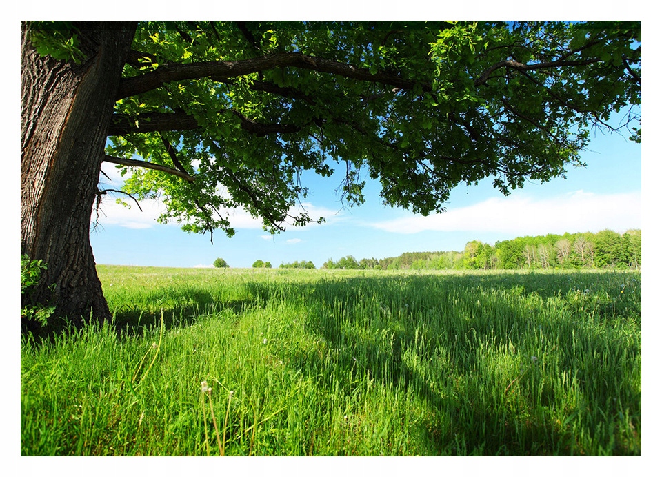 

Fototapeta 3D łąka drzewo 368x254 F00240
