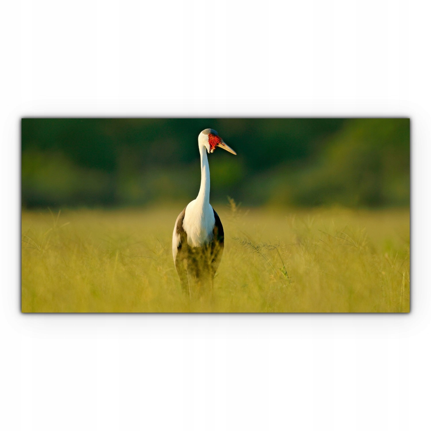 

Obraz płótno canvas 100x50 Ptak Natura Krajobraz