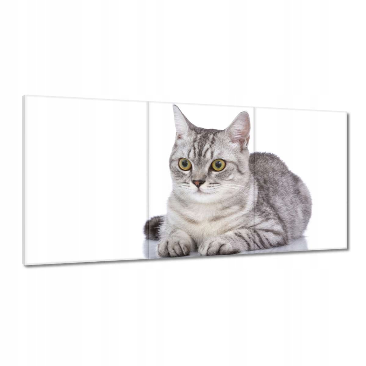 Obrazy 180x90 Mačiatko Mačky Kicia