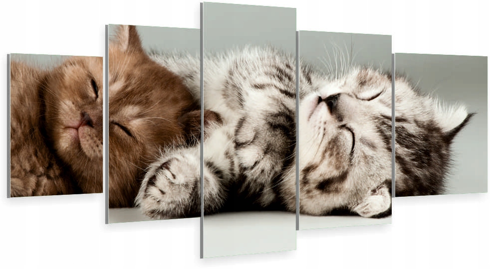 

Tryptyk 5-CZĘŚCI Na Ścianę kotki koty słodkie
