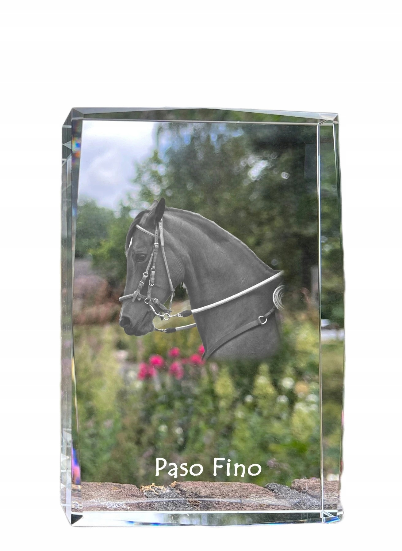 Kôň Paso Fino fotografia v kryštáli, suvenír, trofej, poďakovanie