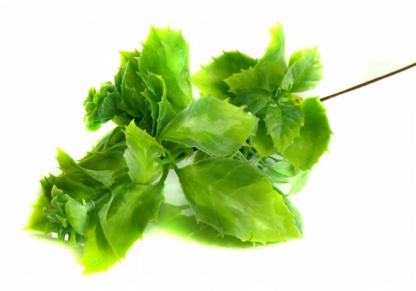 

Gałązka Ozdobna Ostrokrzew kwitnąca Green